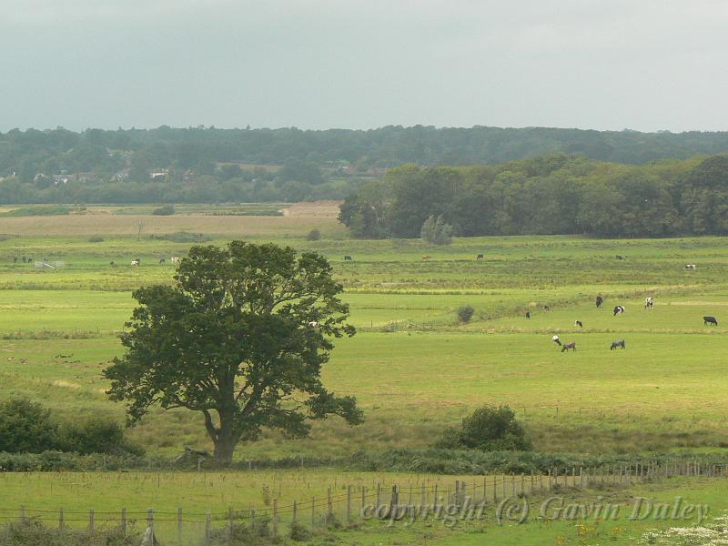 Pulborough Brooks P1120930.JPG